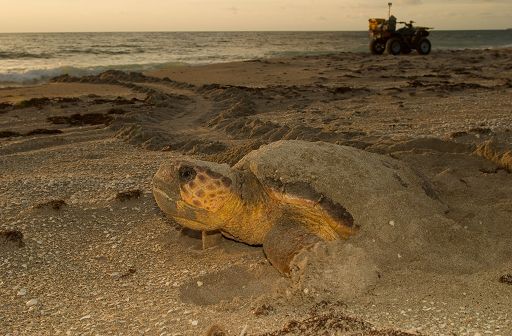 caretta-caretta,-circa-280-nidi-individuati-in-italia-dopo-record-2025